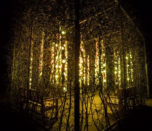 Trees in the dark