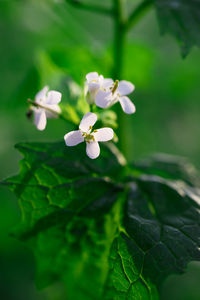 Close-up of flowers blooming outdoors