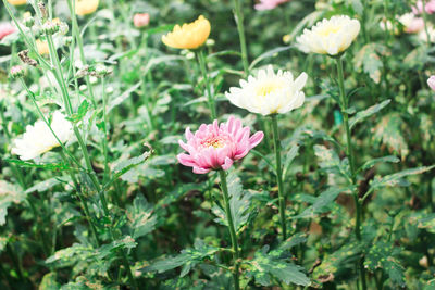 Close-up of pink flowering plants on field