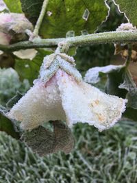 Close-up of frozen plants during winter