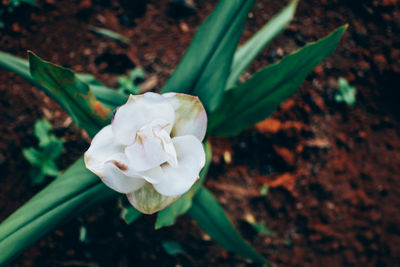 Close-up of white flower blooming outdoors