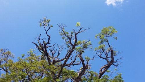 Low angle view of tree against blue sky