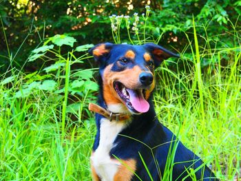 Australian kelpie amidst plants