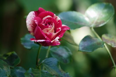 Close-up of pink flowering plant