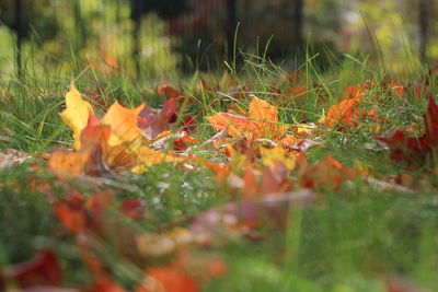 Close-up of autumn leaves on field