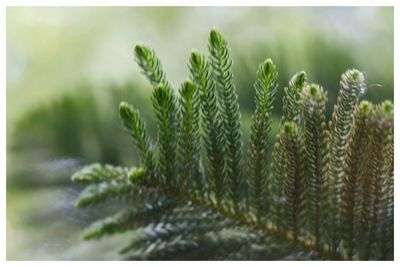 Close-up of green plant