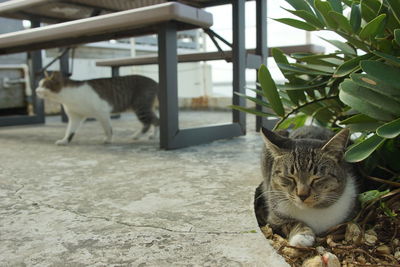 Portrait of cat on floor