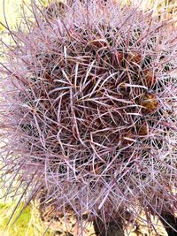 High angle view of succulent plant on field