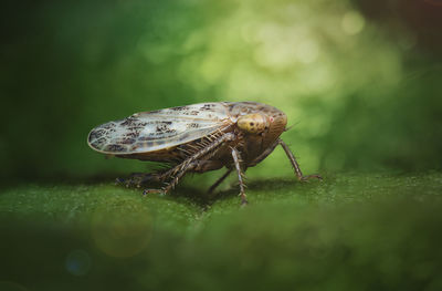 Close-up of insect on leaf 