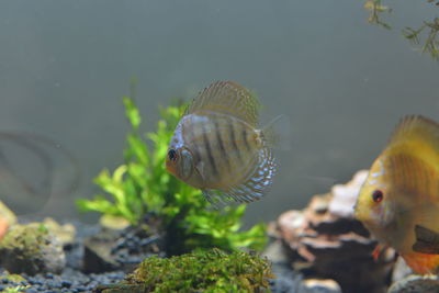 Close-up of fish swimming in sea