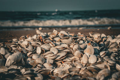 Close-up of birds on beach