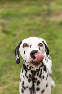 Portrait of dog on field