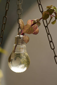 Close-up of light bulb flower