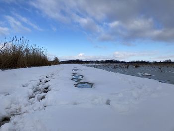 Frozen plants against sky during winter