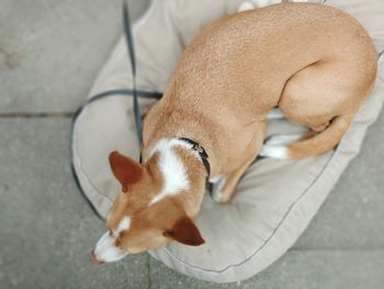 High angle view of a dog sleeping on tiled floor