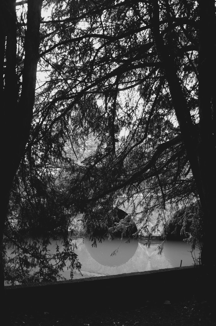 SILHOUETTE TREES AGAINST SKY IN FOREST