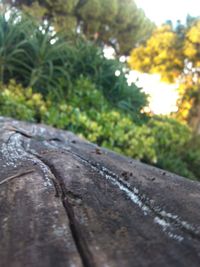 Close-up of plant against blurred background