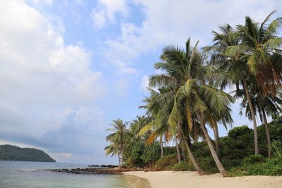 Palm trees on beach against sky