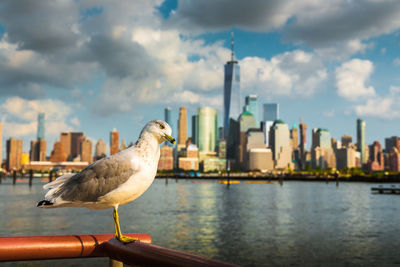 Seagull flying over sea against buildings in city