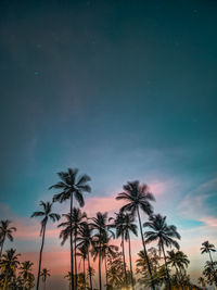 Low angle view of silhouette palm trees against sky at night
