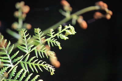 Close-up of plant against black background