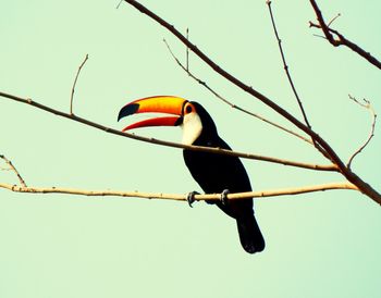 Low angle view of bird perching on pole against clear sky