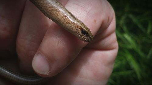 Cropped image of hand holding slowworm