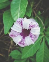 Close-up of purple flower