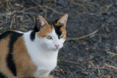 Close-up portrait of cat