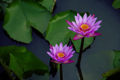 Close-up of lotus water lily in pond