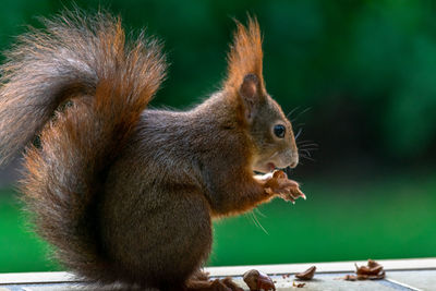 Close-up of squirrel