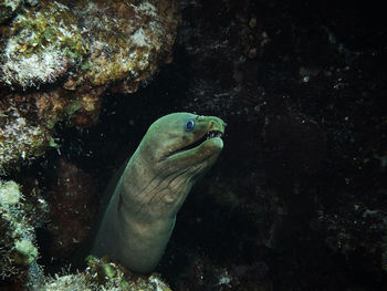 View of turtle swimming in sea