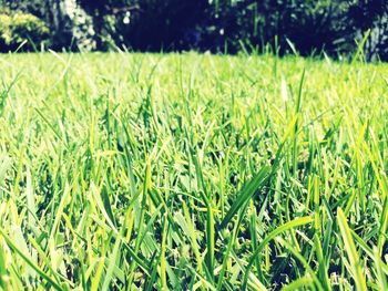 Close-up of grass on field