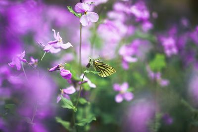 Close-up of butterfly pollinating on purple flower