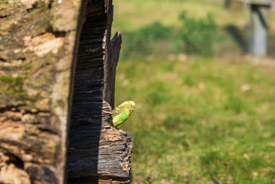 Close-up of insect on wood