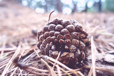 Close-up of pine cone on field