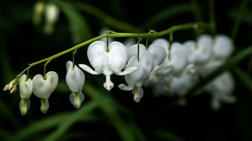 Close-up of white flowering plant