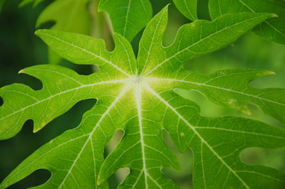 Full frame shot of leaves