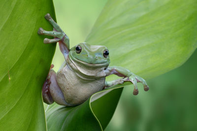 Close-up of frog on leaves