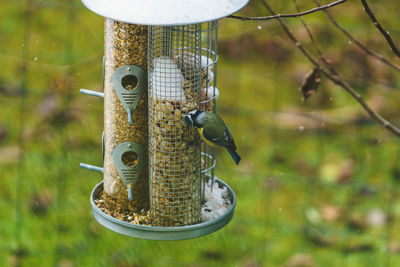 Close-up of bird feeder