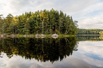 Reflection of trees in calm lake