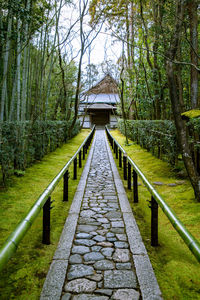 Footbridge amidst trees in forest