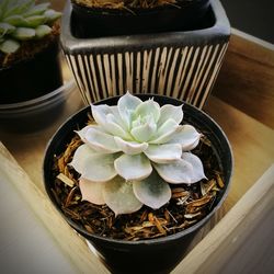 High angle view of potted plants on table