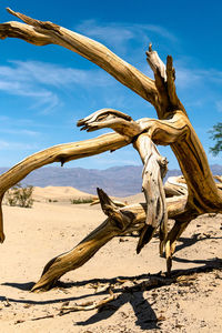 Driftwood on tree trunk in front of mountains