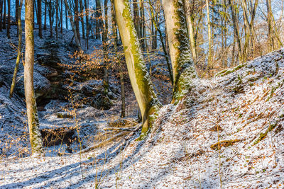 Icicles on tree trunk in forest during winter