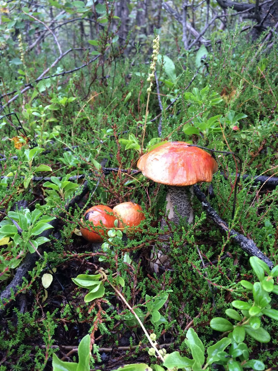 CLOSE-UP OF MUSHROOMS GROWING IN FOREST