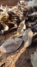 Close-up of dry autumn leaves