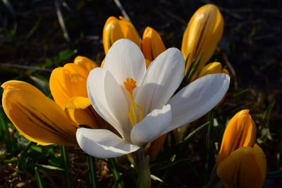 Close-up of white crocus flower on field