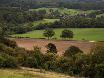 Scenic view of trees on field, surrey hills