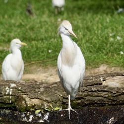 White bird perching on rock